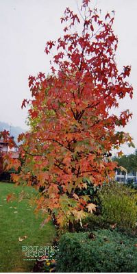 Liquidambar styraciflua - Amerikanischer Amberbaum, Stammbusch