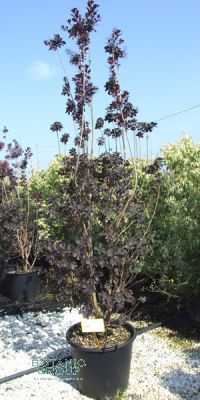 Cotinus coggygria Royal Purple- Perückenstrauch