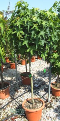 Liquidambar styraciflua - Storaxbaum, Seesternbaum