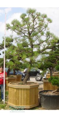 Pinus montezumae - Montezuma Kiefer, Gartenbonsai