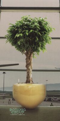 Ficus benjamina Columnar im exklusiven Pflanzgefäß