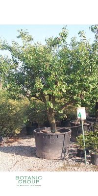 Prunus armeniaca - Aprikose