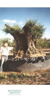 Olea europea - Olivenbaum 1000 - 1500 Jahre