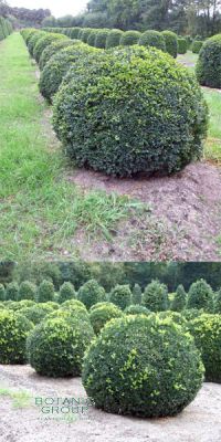 Buxus sempervirens 'arborescens' - Kugel- Schnitt