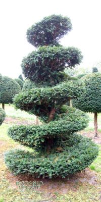 Taxus baccata - European Yew, Spiral
