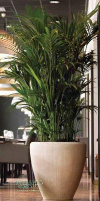 Kentia howea forsteriana  - Kentia Palm in a Planter