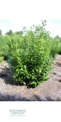 Prunus laurocerasus novita - Kirschlorbeer, Solitärpflanze XXL