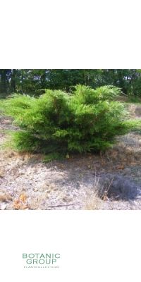 Juniperus Chinensis Kuriwao Gold - Chinesischer Goldwacholder