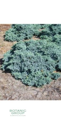 Juniperus squamata 'Blue Carpet' - Blauer Kriech-Wacholder