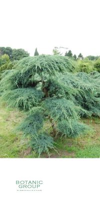 Juniperus squamata 'Blue Carpet' Bonsai -