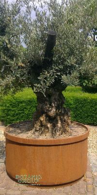 Olea europea  - Olivenbaum im Corten- Stahlpflanzgefäß