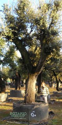 Quercus ilex - Steineiche, XXL GIGANT, Großbaum