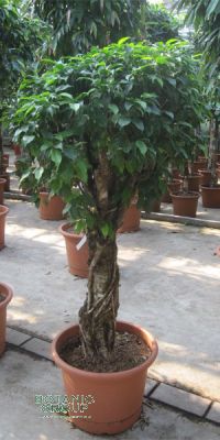 Ficus Benjamina 'Columnar' - Zimmerpflanze Ficus