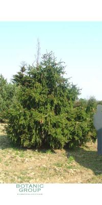 Picea abies Acrocona - Zapfenfichte