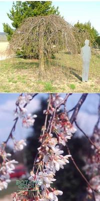 Prunus subhirtella Pendula - Schnee Kirsche