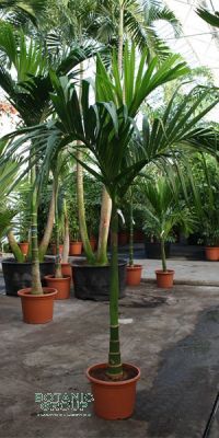 Areca catechu - Betelnusspalme, Großpflanze