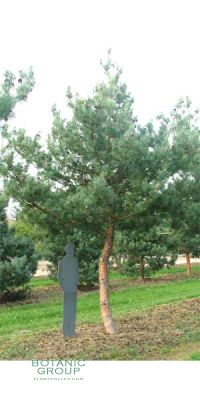 Pinus sylvestris Glauca - Blaue Bergföhre/ Kiefer
