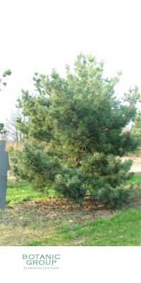 Pinus sylvestris Glauca - Blaue Bergföhre /Kiefer