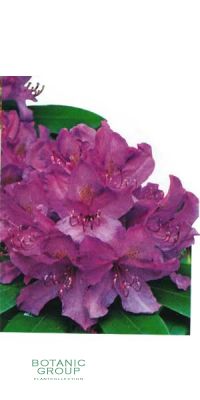 Rhododendron - Catawbiense Boursault