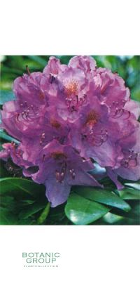 Rhododendron - Catawbiense Boursault Grandiflorum