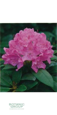 Rhododendron - English Roseum