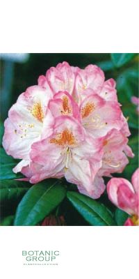 Rhododendron - insigne Hybride Brigitte