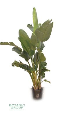 Strelitzia nicolai - Paradiesvogelblume