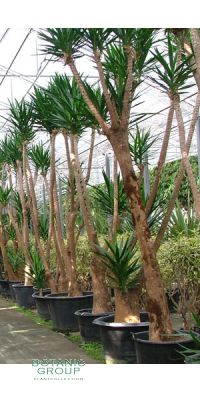 Yucca aloifolia - Palmlilie