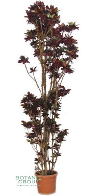 Codiaeum variegatum var. pictum - Croton, Wunderstrauch