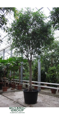 Ficus benjamina - Birkenfeige