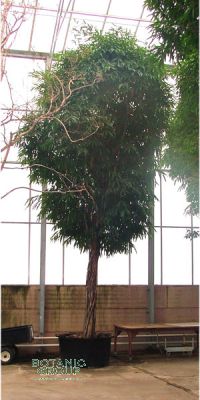 Ficus lanceolata syn. Allii