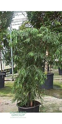 Podocarpus gracilor - Steineibe