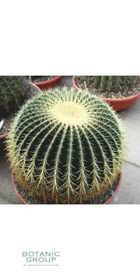 Echinocactus grusonii - Kaktus