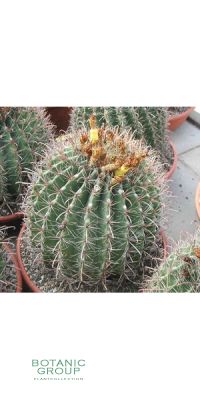 Ferocactus wislizenii - Kaktus