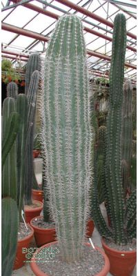 Pachycereus pringlei - Kaktus