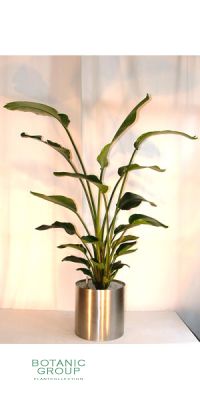 Indoor plant Strelizia nicolai