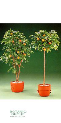 Kunstpflanze - Orangenbaum