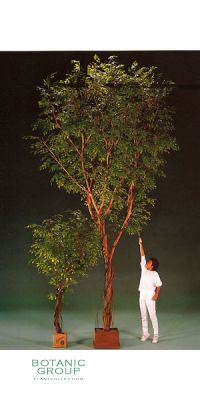 Kunstpflanze - Ficus benjamini Großbaum