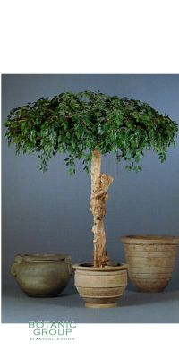 Kunstpflanze - Ficus benjamini Schirm