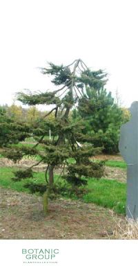 Juniperus communis Hornibrookii - Wacholder - Machandel