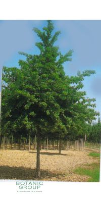 Acer campestre - Feldahorn