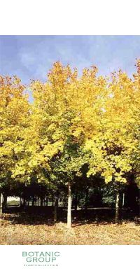 Acer cappadocicum `Rubrum` - Kolchischer Blutahorn