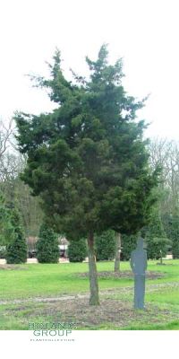 Juniperus virginiana Canaertii - Zypressen - Wacholder