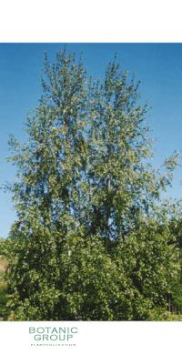 Betula alba - Silver birch