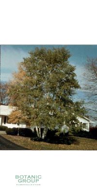 Betula verrucosa `Youngii`- Trauerbirke, Hängebirke