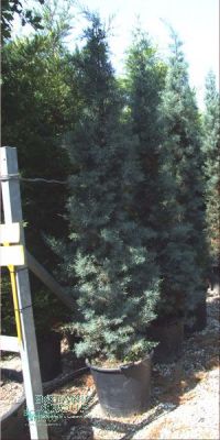 Cupressus arizonica `Fastigiata` - Arizona cypress