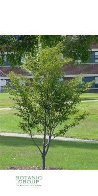 Fagus sylvatica `Asplenifolia` - Feder-Buche, Schlitzblättrige B
