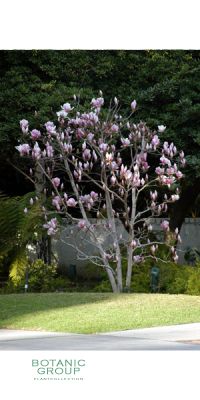 Magnolia soulangeana - Magnolia soulangiana