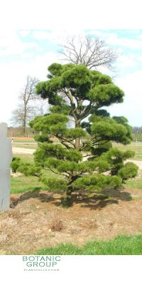 Pinus contorta Compacta Bonsai - Zwerg-Dreh-Kiefer