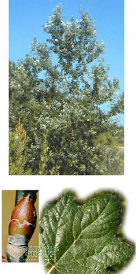 Populus alba - Silber-Pappel (Stammbusch)
